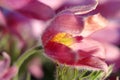 Blooming Eastern Pasque flower, knows also as Prairie Crocus or Cutleaf Anemone - Pulsatilla patens - in spring season in a