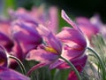 Blooming Eastern Pasque flower, knows also as Prairie Crocus or Cutleaf Anemone - Pulsatilla patens - in spring season in a