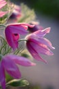 Blooming Eastern Pasque flower, knows also as Prairie Crocus or Cutleaf Anemone - Pulsatilla patens - in spring season in a