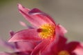 Blooming Eastern Pasque flower, knows also as Prairie Crocus or Cutleaf Anemone - Pulsatilla patens - in spring season in a