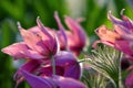 Blooming Eastern Pasque flower, knows also as Prairie Crocus or Cutleaf Anemone - Pulsatilla patens - in spring season in a