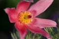 Blooming Eastern Pasque flower, knows also as Prairie Crocus or Cutleaf Anemone - Pulsatilla patens - in spring season in a
