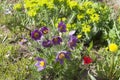 Blooming eastern pasqueflower in alpine garden