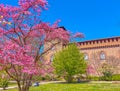 Blooming Eastern Redbud at the wall of Visconti Castle, Pavia, Italy