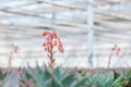 Blooming echeveria cacti plants in a greenhouse