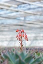 Blooming echeveria cacti plants in a greenhouse
