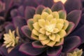 Blooming echeveria flower Cactus and Succulent Echeveria.