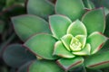 Blooming echeveria flower Cactus and Succulent Echeveria.