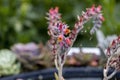 Blooming Echeveria rosea,