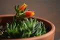 Blooming Echeveria Secunda plant with orange flowers in a pot