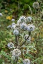 Blooming Echinops cue ball, beautiful blooming flowers in ball form Royalty Free Stock Photo