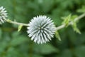 Blooming Echinops Ritro, thistle, blurred closeuo Royalty Free Stock Photo