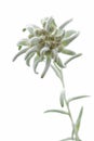 Blooming Edelweiss Flower