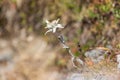 Blooming edelweiss flower leontopodium alpinum in alpine meado Royalty Free Stock Photo