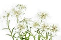 Blooming Edelweiss Flower on white Royalty Free Stock Photo