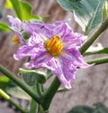 blooming eggplant flowers