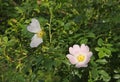 Blooming eglantine Royalty Free Stock Photo