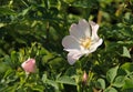 Blooming eglantine Royalty Free Stock Photo