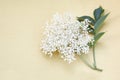 Blooming elder flower, Sambucus nigra Royalty Free Stock Photo