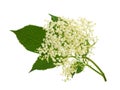 Blooming elder flower, Sambucus nigra Royalty Free Stock Photo