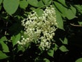 Blooming elder flower Sambucus nigra Royalty Free Stock Photo