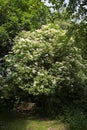 Blooming elder tree (Sambucus nigra) above a bench in a wild gar