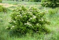 Blooming elderflower in garden Sambucus nigra . Common names: elder, elderberry, black elder, European elder, European Royalty Free Stock Photo