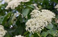 Blooming elderflower in garden , white flowers. Sambucus nigra, elder, elderberry, black elder Royalty Free Stock Photo