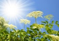 Blooming elderflower