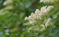 Blooming elderflower Royalty Free Stock Photo