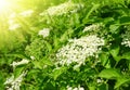 Blooming elderflower Royalty Free Stock Photo