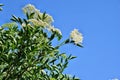 Blooming elderflower Sambucus nigra