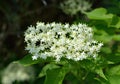 Blooming elderflower Royalty Free Stock Photo