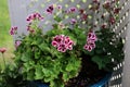 Blooming pink, red and white Elegance Imperial Geranium flowers growing outdoors in the spring Royalty Free Stock Photo