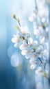 Blooming elegance Spring branch with white flowers on blue bokeh