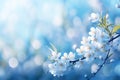 Blooming elegance Spring branch with white flowers on blue bokeh