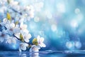 Blooming elegance Spring branch with white flowers on blue bokeh