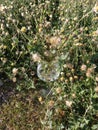 blooming elegance a symphony of wildflowers in a wineglas