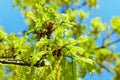 Blooming English oak Quercus robur with small young leaves in a sunny day Royalty Free Stock Photo