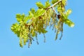 Blooming English oak Quercus robur with small young leaves in a sunny day Royalty Free Stock Photo