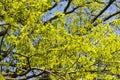 Blooming English oak