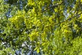 Blooming English oak