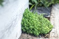 Blooming English Stonecrop, Sedum Anglicum. Succulent Plant Growing By the Rustic Whitewashed Board Fence in the Garden. Garden Royalty Free Stock Photo