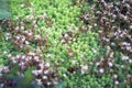 Blooming English Stonecrop, Sedum Anglicum. Succulent Plant with Star Shaped White Flowers. Garden Ornamental Plants Royalty Free Stock Photo