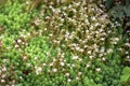 Blooming English Stonecrop, Sedum Anglicum. Succulent Plant with Star Shaped White Flowers. Garden Ornamental Plants