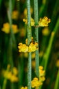 Blooming Ephedra sp. in the garden, Ukraine Royalty Free Stock Photo