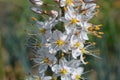 Blooming Eremurus tianschanicus