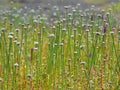 Blooming Eriocaulon aquaticum