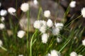 Blooming Eriophorum vaginatum flower Royalty Free Stock Photo