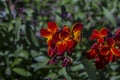 Blooming Erysimum cheiri, Cheiranthus cheiri, the wallflower
